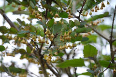 Breynia vitis-idaea